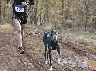 course avec son chien
